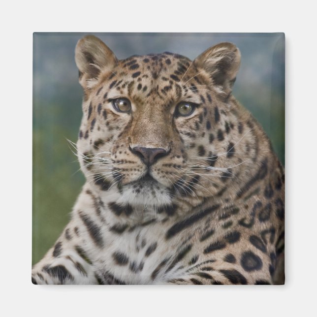 Imã Ímã Pensamentos Leopardo (Frente)