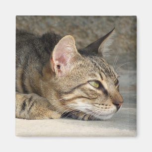Imã Ímã pensativo do gato