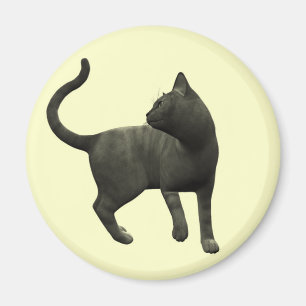 Imã Ímã pernicioso do gato preto
