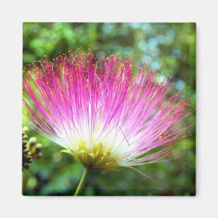 Imã Ímã persa da flor da árvore de seda