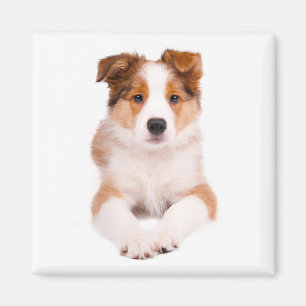 Imã Ímã Personalizado de Cachorro Filhote Border Colli