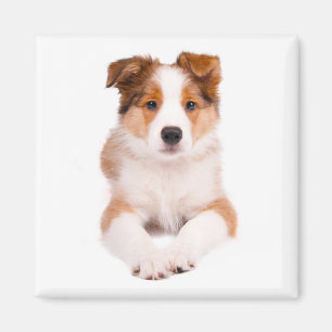 Imã Ímã Personalizado de Cachorro Filhote Border Colli