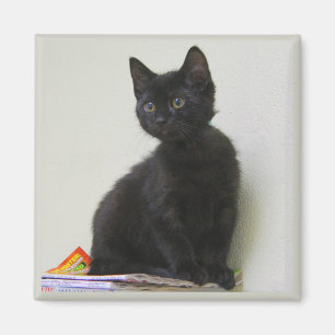 Imã Ímã preto bonito do gatinho