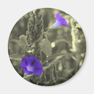 Imã Ímã preto da flor branca das corriolas