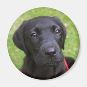 Imã Ímã preto de Labrador