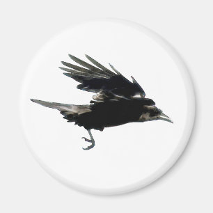 Imã Ímã preto de voo de Birdlover do corvo