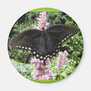 Imã Ímã preto do ~ de Swallowtail 67