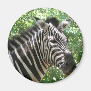 Imã Ímã preto e branco da zebra