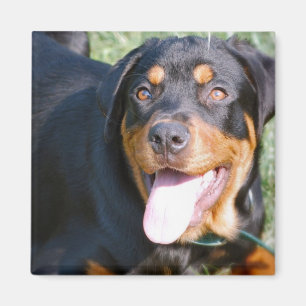 Imã Ímã quadrado amigável de Rottweiler