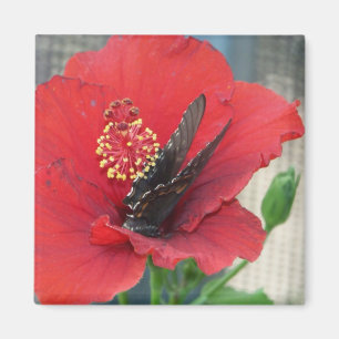 Imã Ímã quadrado com a borboleta na flor vermelha