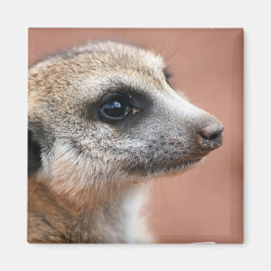 Imã Ímã quadrado curioso de Meerkat