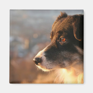 Imã Ímã quadrado das fotos de border collie