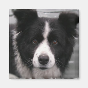 Imã Ímã quadrado de border collie