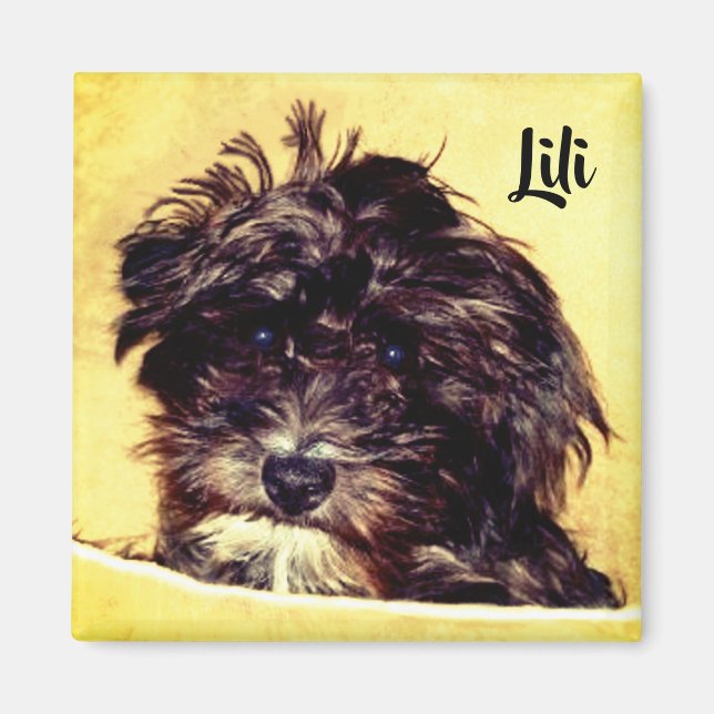Imã Ímã Quadrado de Cachorro Schnoodle (Frente)