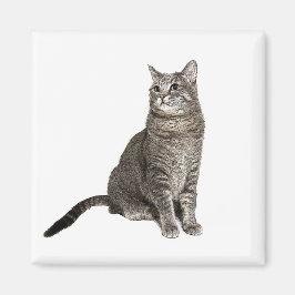Imã Ímã Quadrado de Gato Abissínio