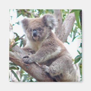 Imã Ímã quadrado do Koala