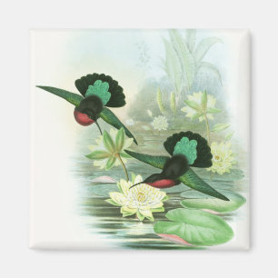 Imã Ímã quadrado dos colibris coloridos de Gould
