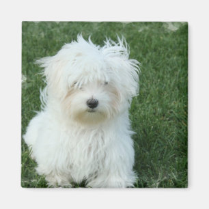 Imã Ímã quadrado dos filhotes de cachorro malteses