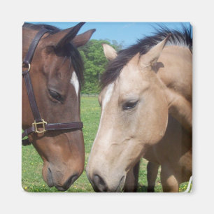 Imã Ímã quadrado romance do cavalo