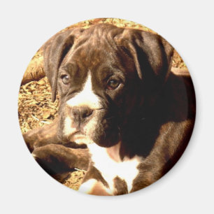 Imã Ímã rajado do filhote de cachorro do pugilista