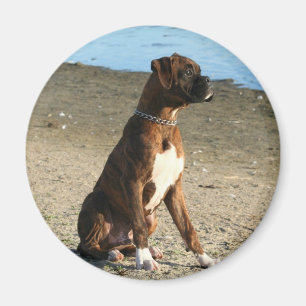 Imã Ímã rajado do filhote de cachorro do pugilista