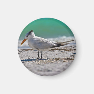 Imã Ímã real da andorinha-do-mar