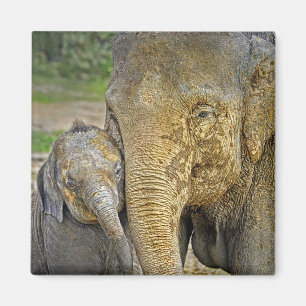 Imã Ímã recém-nascido do abraço do elefante