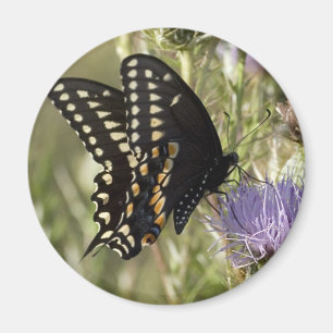 Imã Ímã redondo da borboleta preta de Swallowtail