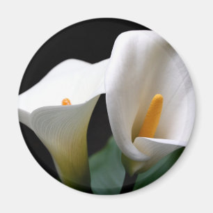 Imã Ímã redondo da flor branca do lírio de Calla