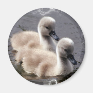 Imã Ímã redondo das cisnes do bebê