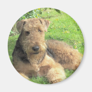 Imã Ímã redondo de Airedale Terrier