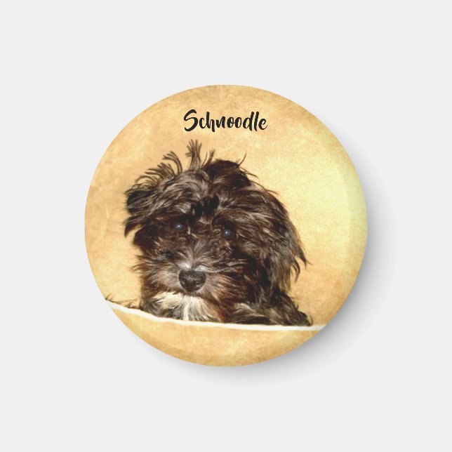 Imã Ímã Redondo de Cachorro Schnoodle (Frente)