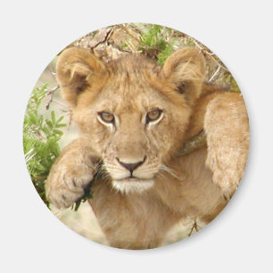 Imã Ímã REDONDO de Cub de leão
