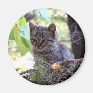Imã Ímã Redondo de Foto de Gatinho Bebê Gato