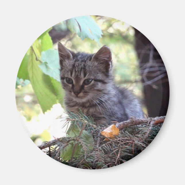 Imã Ímã Redondo de Foto de Gatinho Bebê Gato (Frente)