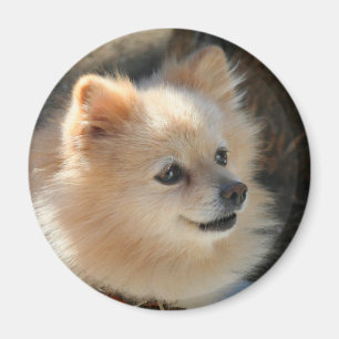 Imã Ímã redondo de Pomeranian