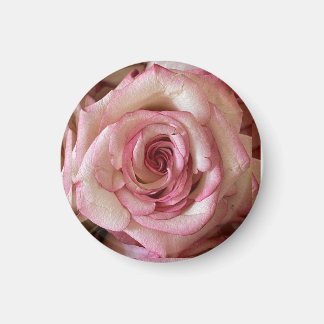 Imã Ímã Redondo de Rosa Branca com Pontas Rosadas Eleg
