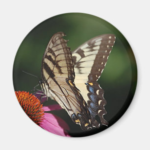 Imã Ímã redondo de Swallowtail do tigre ocidental