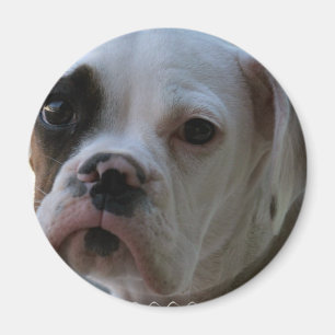 Imã Ímã redondo do cão de olhos pretos do pugilista