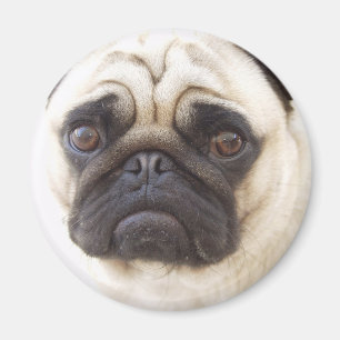 Imã Ímã redondo do cão do Pug