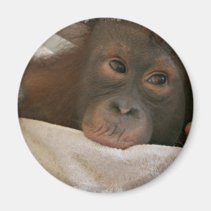 Imã Ímã redondo do chimpanzé do bebê