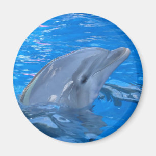 Imã Ímã redondo do golfinho de Bottlenose