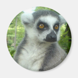 Imã Ímã redondo do Lemur de Madagascar