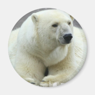 Imã Ímã redondo do urso polar
