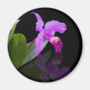 Imã Ímã refletido da orquídea da beleza