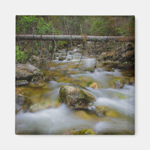 Imã Ímã rochoso da angra da floresta