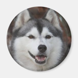 Imã Ímã ronco do cão