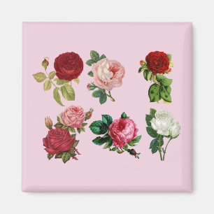 Imã ímã rosa galore
