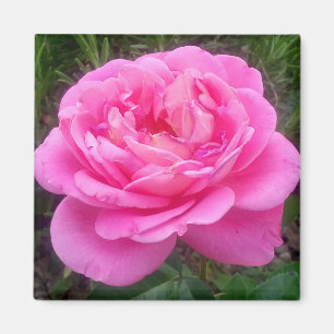 Imã Ímã Rosa Rosa 'Leonardo Da Vinci' Romântica