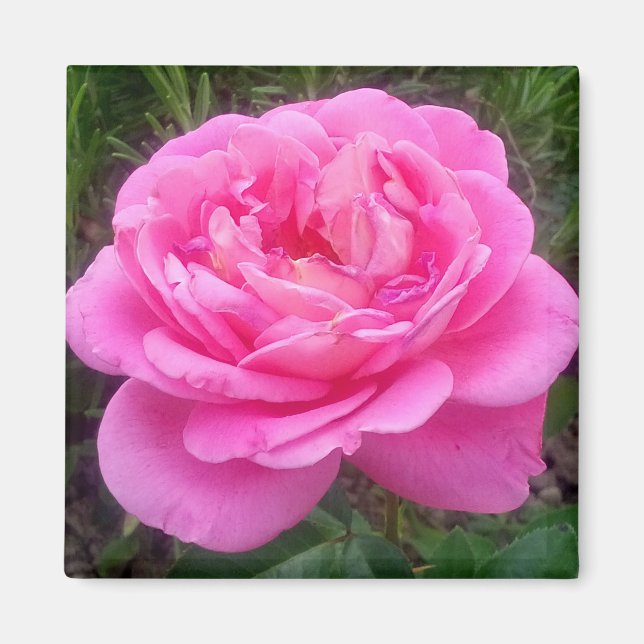 Imã Ímã Rosa Rosa 'Leonardo Da Vinci' Romântica (Frente)
